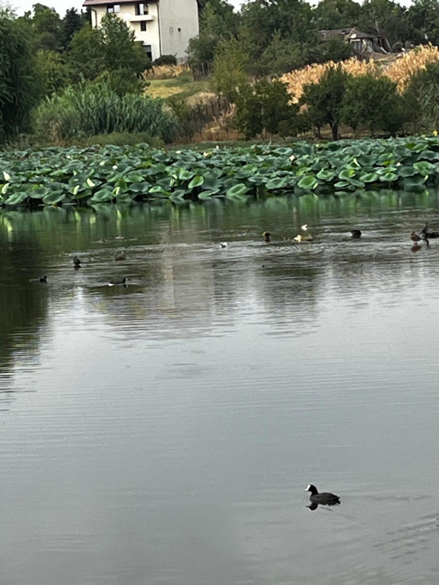 La Nuferi Lac To Therme & Aeroport Otopeni Hotell Snagov Exteriör bild